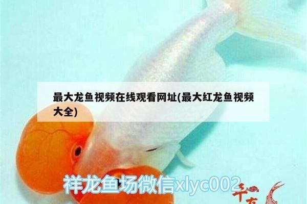 全國最大的龍魚網(wǎng)站是什么:中國最大的龍魚網(wǎng)站 龍魚百科 第2張 全國最大的龍魚網(wǎng)站是什么:中國最大的龍魚網(wǎng)站 全國最大的龍魚網(wǎng)站是什么:中國最大的龍魚網(wǎng)站 龍魚百科 第2張