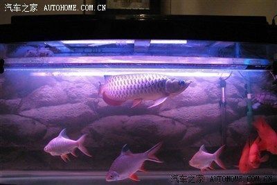 全國最大的龍魚網(wǎng)站是什么:中國最大的龍魚網(wǎng)站 龍魚百科 第3張 全國最大的龍魚網(wǎng)站是什么:中國最大的龍魚網(wǎng)站 全國最大的龍魚網(wǎng)站是什么:中國最大的龍魚網(wǎng)站 龍魚百科 第3張