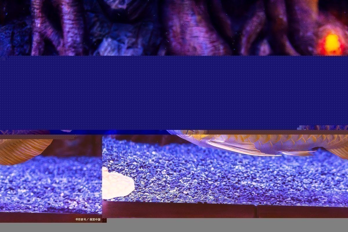 龍魚內臟受損有哪些癥狀？