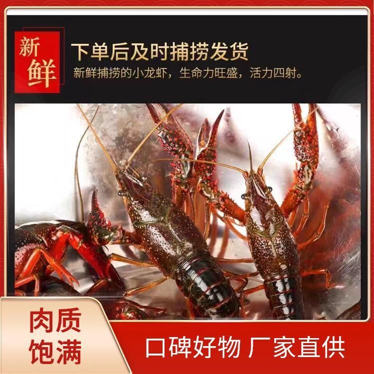 哪里可以買到活的紅龍蝦？