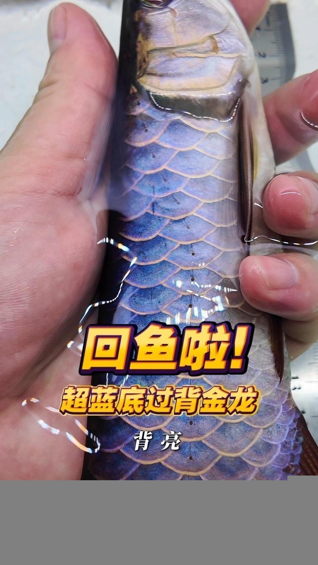 七鰭過背金龍的市場價格走勢