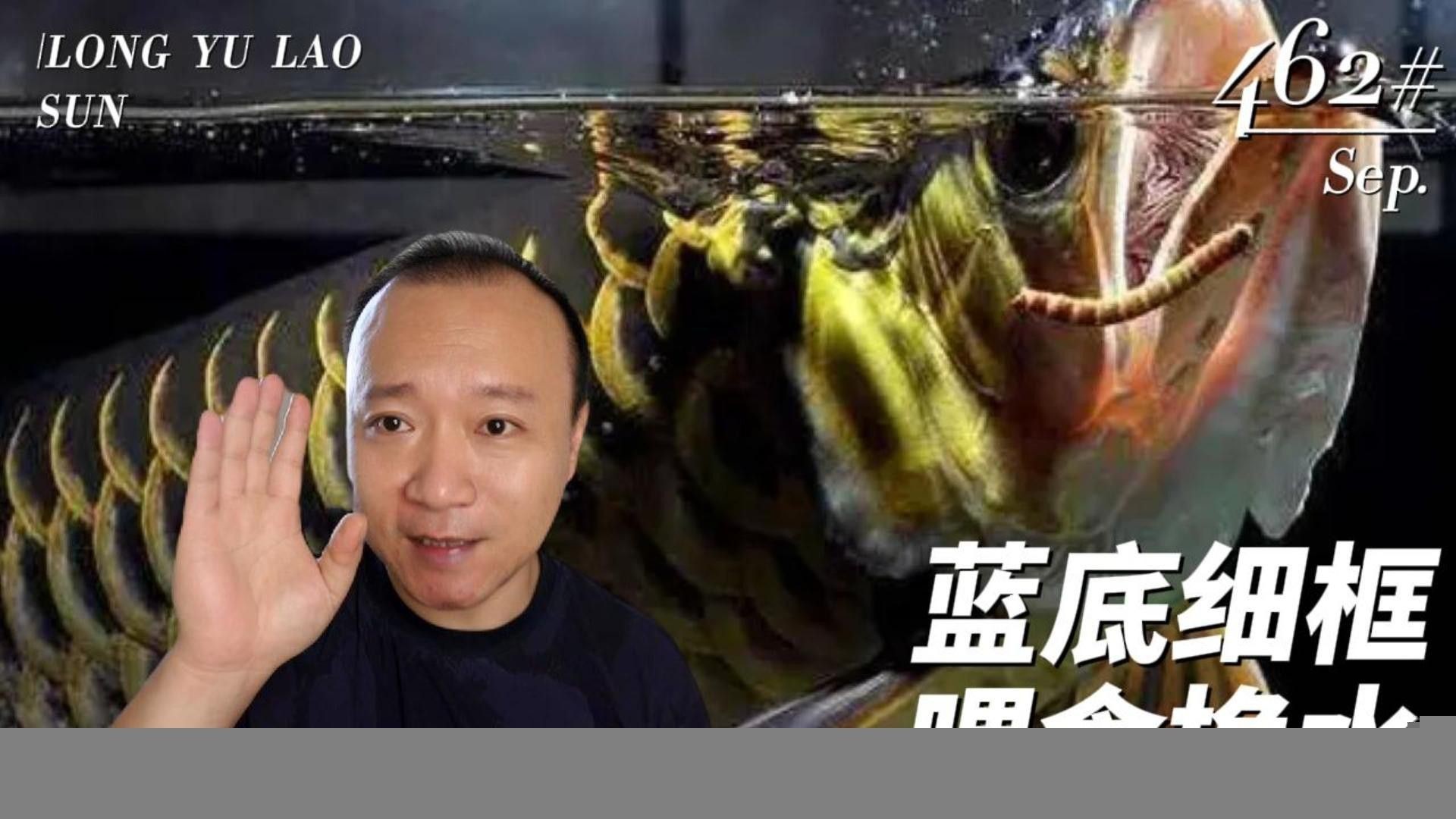 七鰭過背金龍的市場價格走勢
