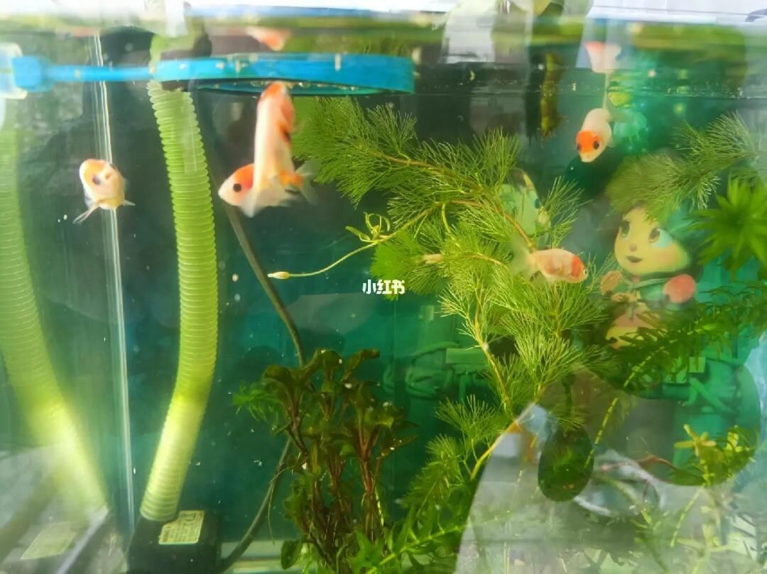 蘭壽金魚的飼養(yǎng)要求（蘭壽金魚并不適合在過深的水體中飼養(yǎng)，根據(jù)搜索結(jié)果）