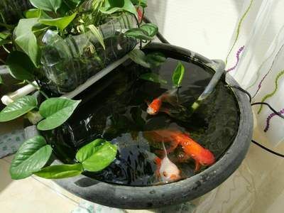 蘭壽金魚的飼養(yǎng)要求（蘭壽金魚并不適合在過深的水體中飼養(yǎng)，根據(jù)搜索結(jié)果）