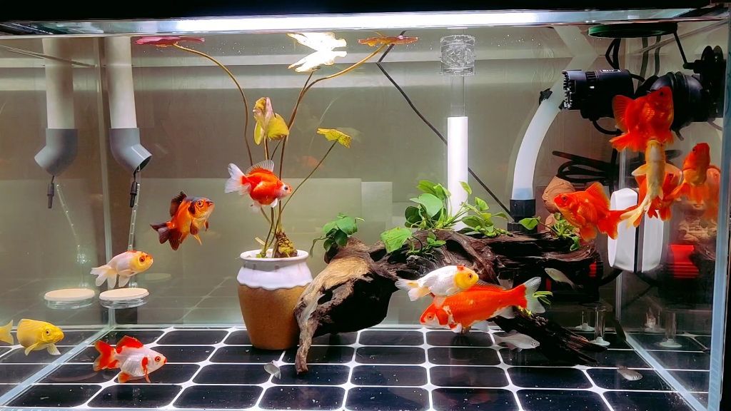 蘭壽金魚的飼養(yǎng)要求（蘭壽金魚并不適合在過深的水體中飼養(yǎng)，根據(jù)搜索結(jié)果）