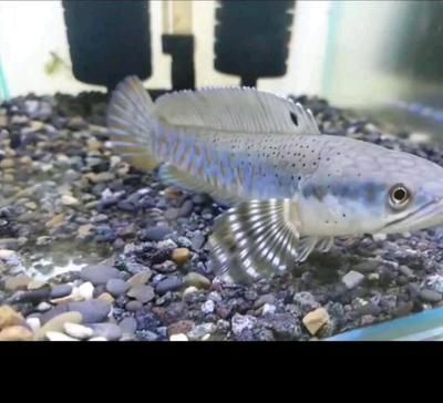 雷龍魚壽命能活多少年：關于雷龍魚壽命的一些詳細信息