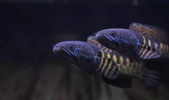 雷龍魚壽命能活多少年：關于雷龍魚壽命的一些詳細信息