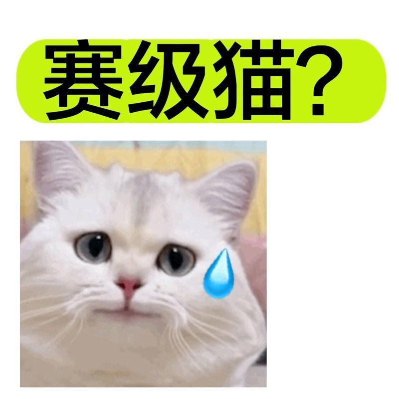 賽級貓比賽都干什么