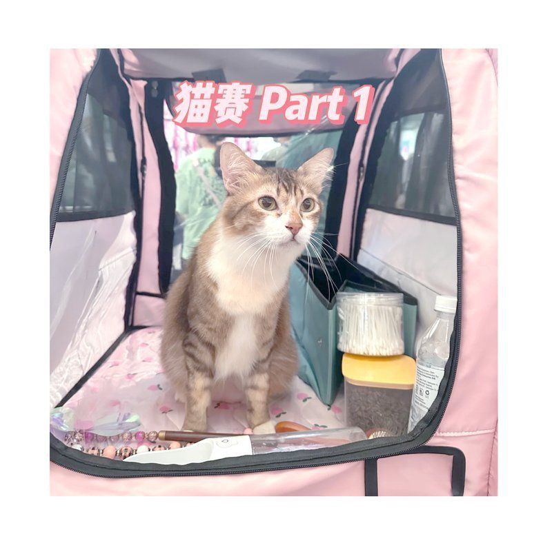 賽級貓比賽都干什么