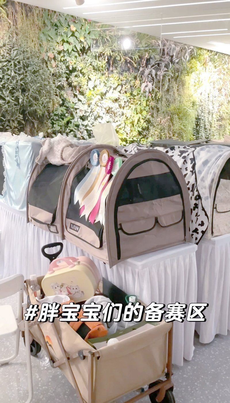 賽級貓比賽都干什么