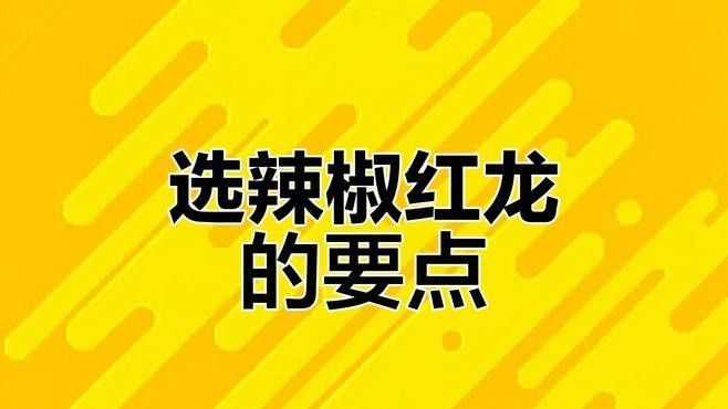 頂級血紅龍和辣椒紅龍哪個更稀有？