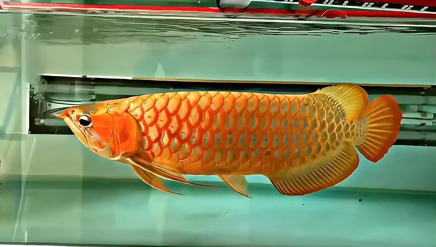 鱘龍魚是什么魚