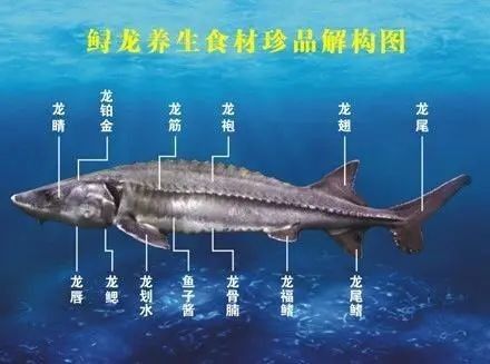 鱘龍魚是什么魚