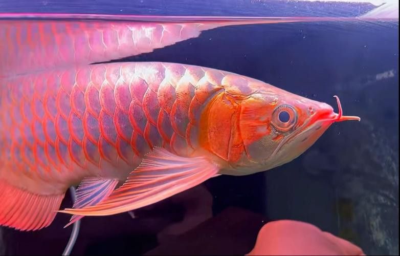 如何區分天然紅龍和染色紅龍？