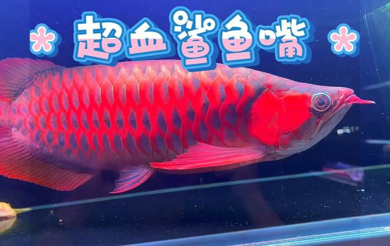 如何區分天然紅龍和染色紅龍？