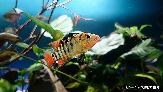 如何區分天然紅龍和染色紅龍？