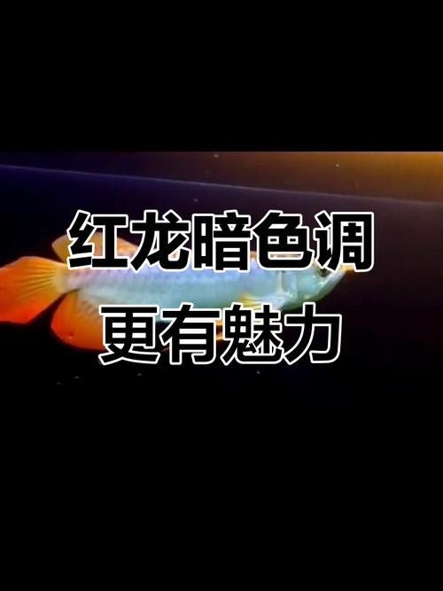 龍魚紅燈和白燈怎么擺放圖片