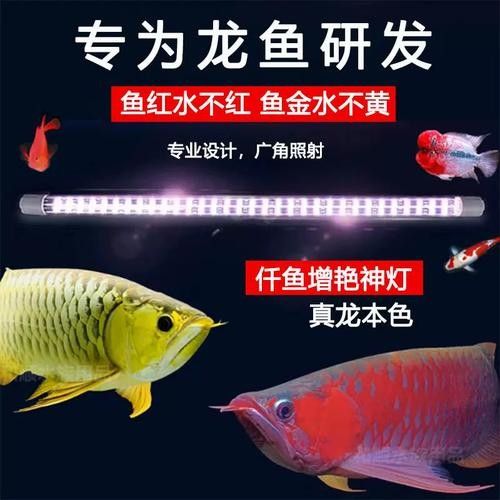 龍魚紅燈和白燈怎么擺放圖片