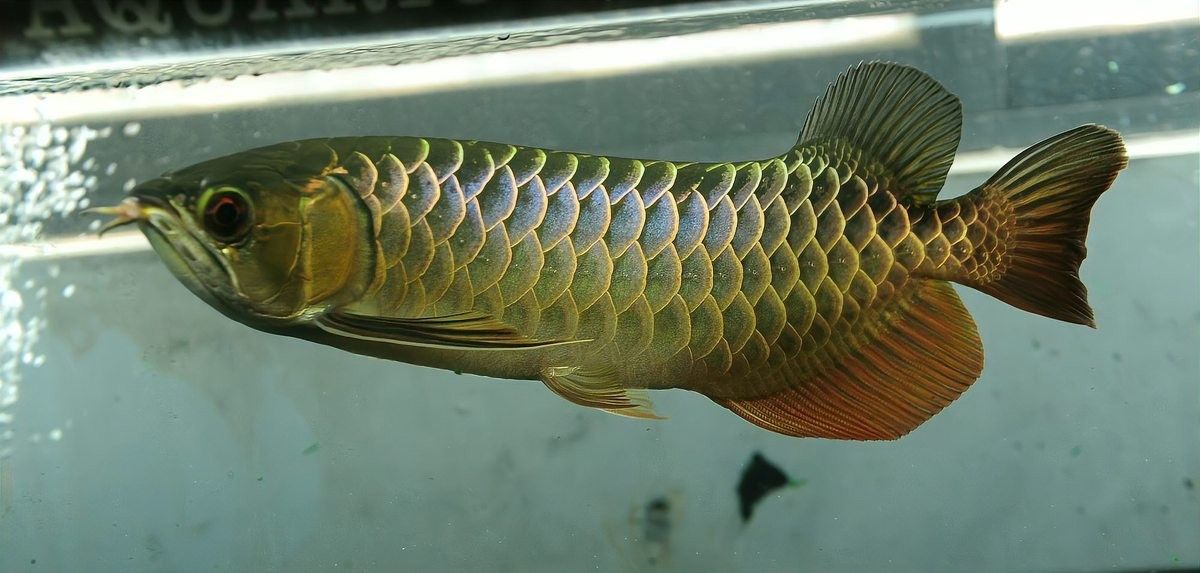 龍魚和魟魚哪個好養