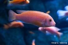 龍魚和魟魚哪個好養