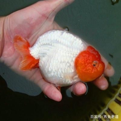 龍魚有病了用什么藥好：關于龍魚疾病治療的藥物選擇和使用方法