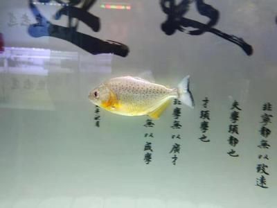 龍魚有病了用什么藥好：關于龍魚疾病治療的藥物選擇和使用方法