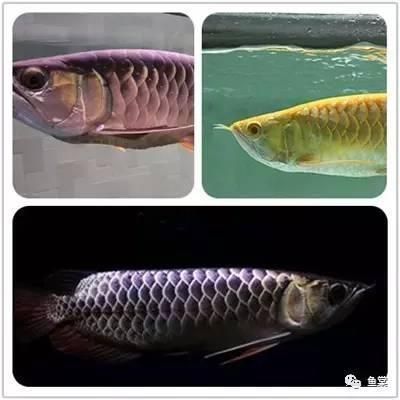 金龍魚挑選技巧和方法是什么意思：金龍魚選購常見誤區