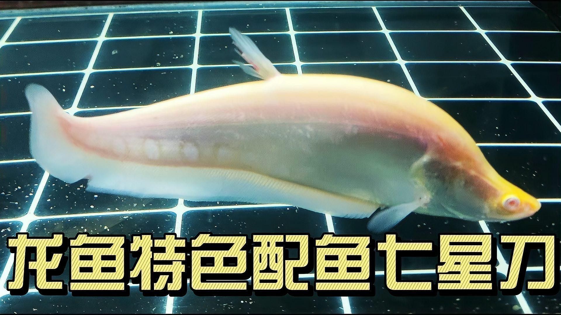 金龍魚配魚什么最好看視頻