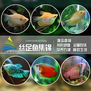紅尾珍珠龍魚怎么養(yǎng)（紅尾珍珠龍魚怎么養(yǎng)「上海巷美農(nóng)業(yè)科技供應(yīng)）