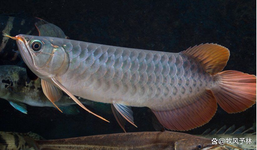 龍魚肥美的四種魚