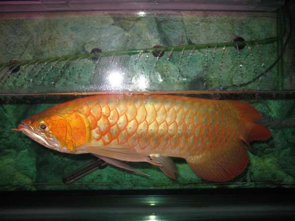 B過金龍魚是什么意思：\"b過背金龍魚與過背金龍魚的區別 B過金龍魚是什么意思：\"b過背金龍魚與過背金龍魚的區別 龍魚百科 第2張