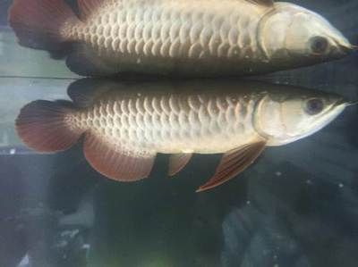 龍魚打架掉鱗片需要泡黃粉嗎：當龍魚打架掉鱗片時，是否需要泡黃粉取決于具體情況