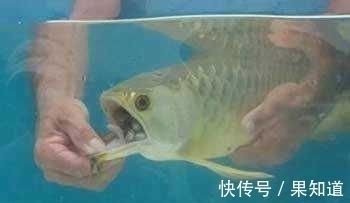 金龍魚用嘴孵小魚（金龍魚為什么會用嘴孵小魚）