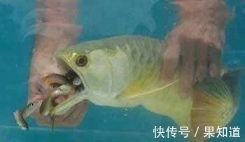 金龍魚用嘴孵小魚（金龍魚為什么會用嘴孵小魚）
