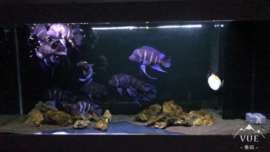 金龍魚翹尾怎么回事兒啊(金龍魚翹尾怎么回事兒啊)