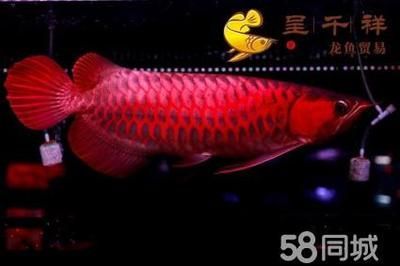 超級赤焰血麒麟龍魚：超級赤焰血麒麟龍魚是什么