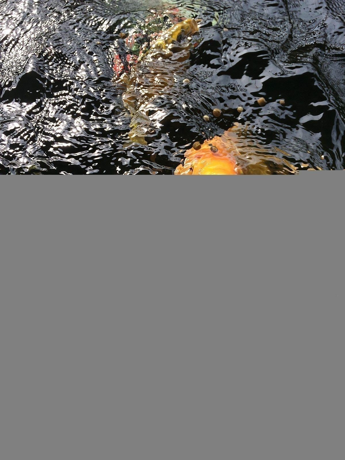 龍魚可以多久不喂東西