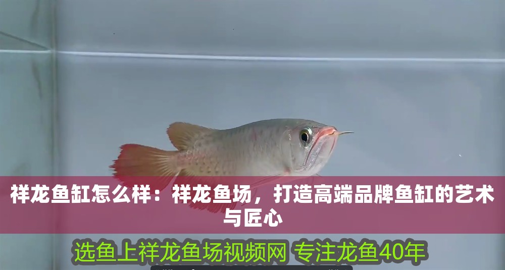祥龍魚缸怎么樣：祥龍魚場，打造高端品牌魚缸的藝術(shù)與匠心