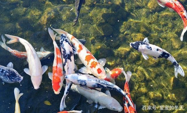 龍魚要求水溫：金龍魚和紅龍魚不宜使用過高的水溫進行養殖，龍魚水溫調節技巧