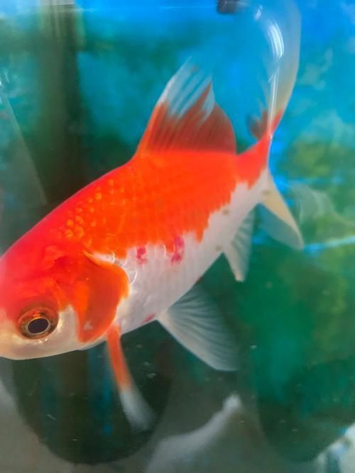 給我一張錦鯉紅斑病的圖片