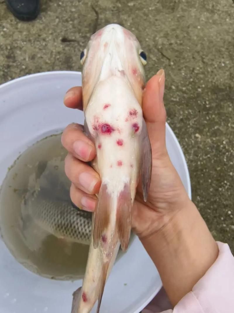 給我一張錦鯉紅斑病的圖片