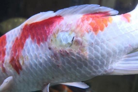 給我一張錦鯉紅斑病的圖片