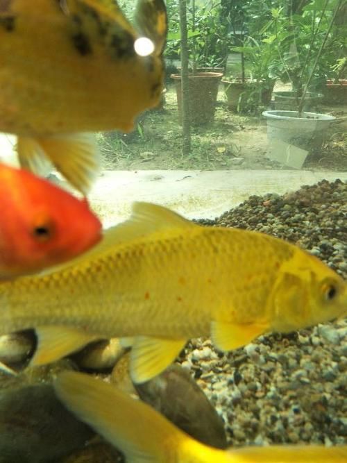 給我一張錦鯉紅斑病的圖片