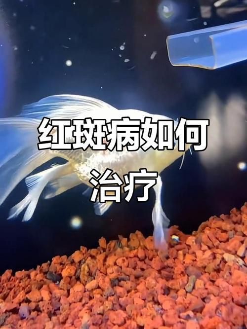 給我一張錦鯉紅斑病的圖片