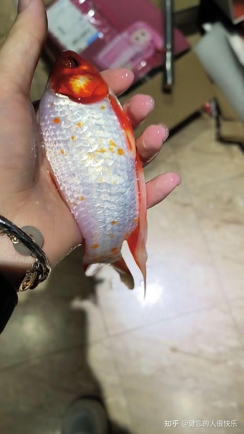 給我一張錦鯉紅斑病的圖片