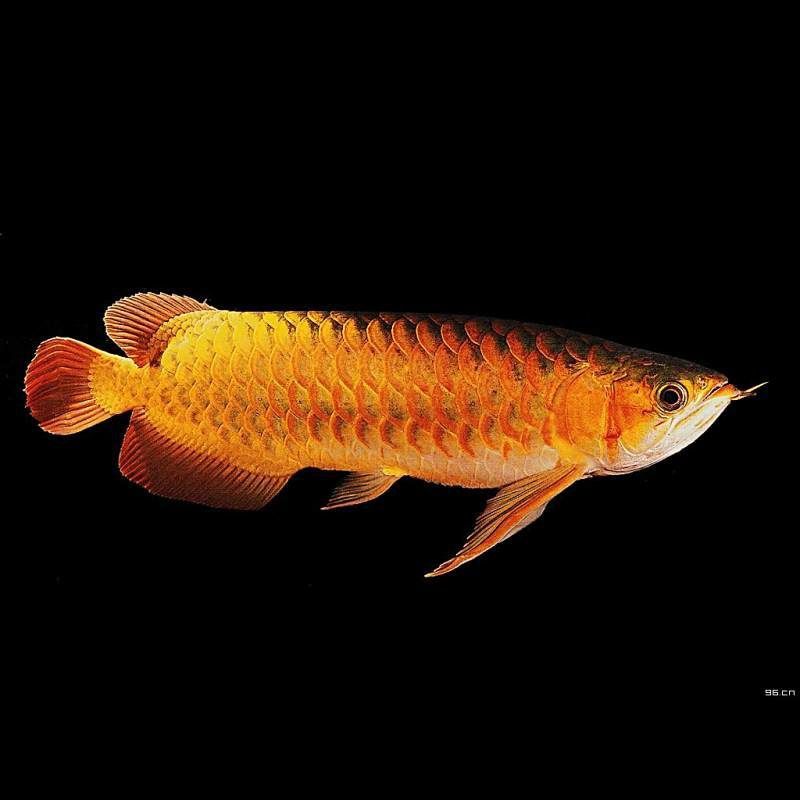 給我一張錦鯉紅斑病的圖片