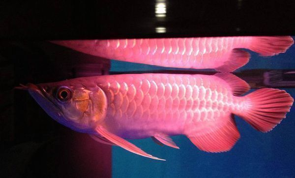 金龍魚為什么養(yǎng)單不養(yǎng)雙（金龍魚養(yǎng)單不養(yǎng)雙的原因）
