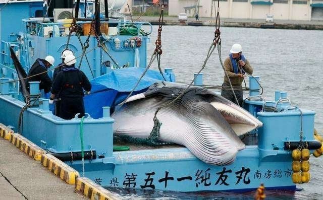 鯨魚(yú)保護(hù)措施有哪些，海洋生態(tài)系統(tǒng)中的關(guān)鍵物種，鯨魚(yú)保護(hù)法規(guī)的具體內(nèi)容