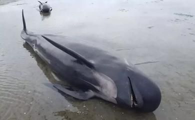 鯨魚(yú)保護(hù)措施有哪些，海洋生態(tài)系統(tǒng)中的關(guān)鍵物種，鯨魚(yú)保護(hù)法規(guī)的具體內(nèi)容
