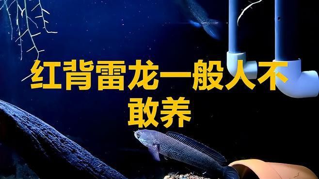 哪種大型雷龍魚最難飼養？
